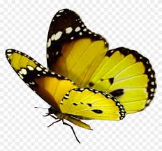Butterfly pictures butterfly flowers butterfly wings orange butterfly monarch butterfly tattoo beauty butterflies beautiful butterflies photos of butterflies butterflies flying. Beautiful Butterfly Png Butterfly Flying Png Transparent Background Png Download 863x768 2555455 Pngfind
