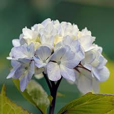 Yonder Cottage Garden Design Profile Cottage Garden Design Cottage Garden Garden Design