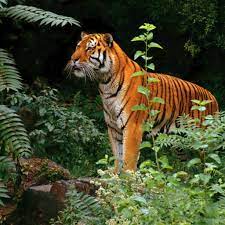 Balinese Tiger Purposely Hunted To Extinction Tiger Pictures Animals Wildlife Photography
