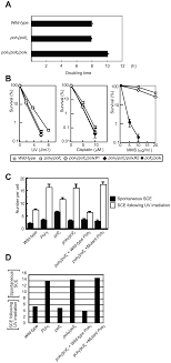 Eddig 3944 alkalommal nézték meg. Simultaneous Disruption Of Two Dna Polymerases Polh And Polz In Avian Dt40 Cells Unmasks The Role Of Polh In Cellular Response To Various Dna Lesions