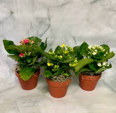 Image result for Kalanchoe