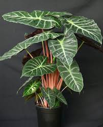 Buy Alocasia Morocco Elephant Ear Free Shipping Over 100 Alocasia Plant Plants Leafy Plants