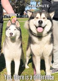 You Can Say That Again 9gag Malamute Dog Malamute Husky Dog Breeds