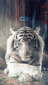 تصاویر پس زمینه موبایل با موضوع حیوانات​ | Mobile Wallpapers | هادیار آکادمی