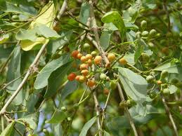 Image result for Cordia sinensis