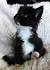 Norwegian Forest Tuxedo Cat