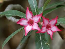Image result for Adenium multiflorum