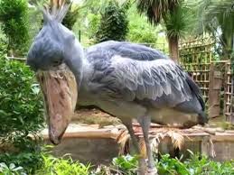 38 Shoebill Stork Facts Yes They Re Real Balaeniceps Rex Justbirding Com Shoebill Stork Shoebill Stork