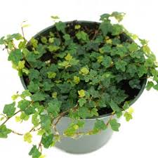 Image result for Ficus persicifolia