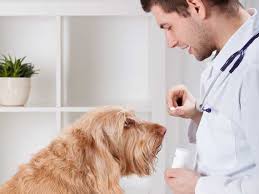 Dog foods with natural wheat germ are always a good source of vitamin e for dogs. Is Vitamin E Good For Dogs Petmd