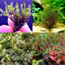 Image result for Podostemaceae