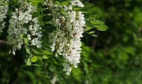 We did not find results for: Fiori Edibili La Robinia Www Stile It