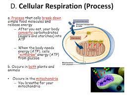 Maybe you would like to learn more about one of these? Cellular Respiration Energy Connection Energy Transformation Ppt Video Online Download