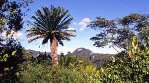 Image result for Zamiaceae