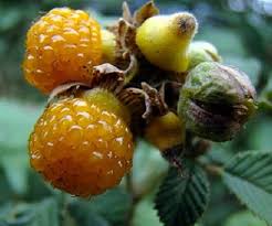 Image result for Rubus ellipticus