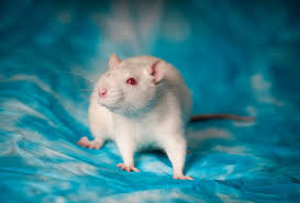 Even domesticated hamsters will hoard, despite the fact that they don't need to. 7 Hamster Eye Colors And Their Rarity With Pictures Pet Keen