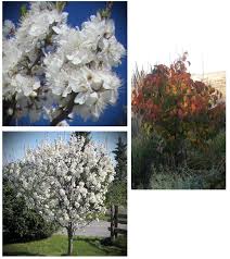 What are the best dwarf flowering trees? Pin On Spring Flower Tree Identification