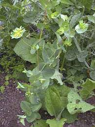 Image result for Bupleurum rotundifolium