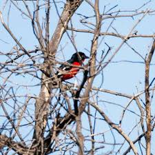 Image result for Sclerochiton kirkii