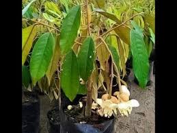 Durian musang king adalah jenis tanaman durian terbaru dan termasuk jenis durian unggul. Siapa Boleh Teka Usia Anak Pokok Durian Youtube