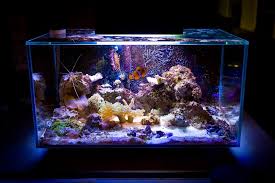 Powerhead For My Edge Reef Central Online Community Pet Tank Saltwater Aquarium Setup Man Cave Design