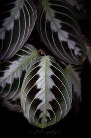 Pin On Plant Wish List