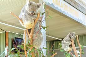 Wild life sydney entrance ticket. Wild Life Sydney Zoo Travel Guidebook Must Visit Attractions In Sydney Wild Life Sydney Zoo Nearby Recommendation Trip Com