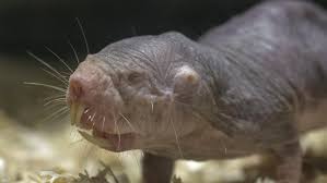 Check spelling or type a new query. Naked Mole Rat Tierpark Berlin