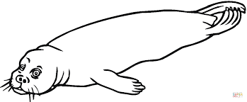 There's the choctawhatchee bay, the destin harbor, the destin pass, and the gulf of mexico. Leopard Seal Coloring Pages Download And Print For Free