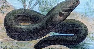 Image result for Chionodes electellus