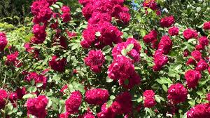 2057 237 flower nature flora. Rose Flowers In The Garden Full Hd Stock Video Video Of Medium Heads 40811563