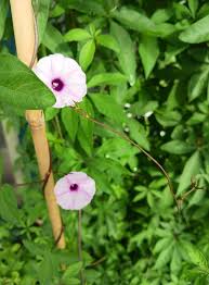 Image result for Ipomoea tuberculata