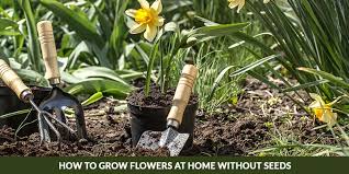 And better yet, many can be picked from your plants or friends and. How To Grow Flowers At Home Without Seeds