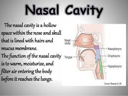 What is nasal cavity definition, what is the function of nasal cavity, role of mucus in nasal cavity, anatomy, structure, nasal cavity bones, labeled diagram. Respiratory System