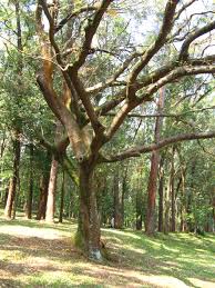 Image result for Copaifera