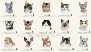 breeds of cats with pictures on animal picture society