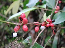 Image result for Maytenus