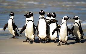Your best source for quality pittsburgh penguins news, rumors, analysis, stats and scores from the fan perspective. African Penguins Talk With Similar Linguistic Patterns As Humans