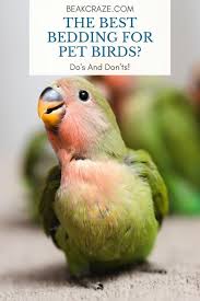 It doesn't smell as bad as rusting tin, since it doesn't contain iron. What Is The Best Bedding For Pet Birds Do S And Don Ts Beak Craze
