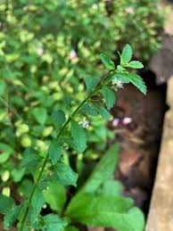 Image result for Scoparia dulcis