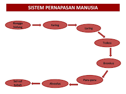 Bab 6 Sistem Pernapasan Tujuan Pembelajaran Ppt Download