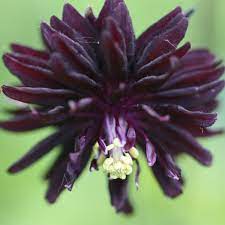 Fully double, upward facing spurless purple black blooms in late spring. Buy Granny S Bonnet Aquilegia Vulgaris Var Stellata Black Barlow Barlow Series 6 99 Delivery By Crocus