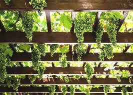 We did not find results for: Ornamental Grapevine Abundant And Generous Beautiful Decorative Vine