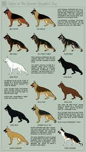 Pin By German Shepherd Planet On Dogs German Shepherd Colors German Shepherd Dogs Shepherd Puppies