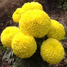 Buy marigold flowers in bulk near me. High Quality Marigold Flower Seed For Sale Big Fresh Flowers 10 12cm Buy Marigold Flower Seed Marigold Seeds Hybrid Marigold Seeds Product On Alibaba Com