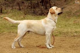 Explore 13 listings for white labrador puppies for sale at best prices. Labrador Retriever Dog Breed Facts Highlights Buying Advice Pets4homes