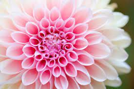 75 Gorgeous Flower Wallpapers You Will Fall In Love With Inspirationfeed Flower Images Wallpapers Easiest Flowers To Grow Beautiful Flowers Wallpapers