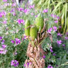 Image result for Aloe cooperi