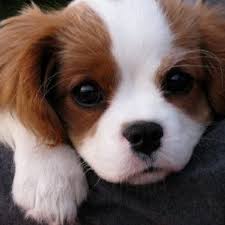 Penny in neuhausen auf den fildern, reviews by real people. Schlehenweg 2 Walk Trail Neuhausen Auf Den Fildern Baden Wurttemberg Germany Pacer