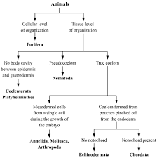 Please Provide A Flowchart On Five Kingdom Classification